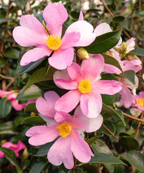 Camellia sasanqua 'Strawberry Swirl'