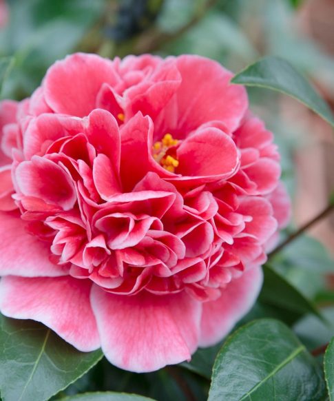 Camellia japonica 'Volunteer'