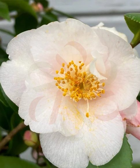 Camellia Japonica 'Winter Perfume pearl' - Japanse Roos