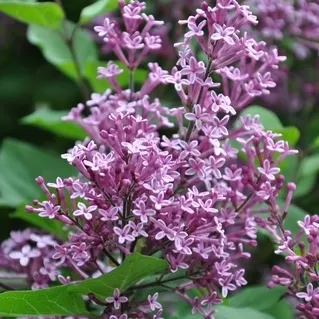 Sering Bloomerang® 'Dark Purple'- Dwerg sering