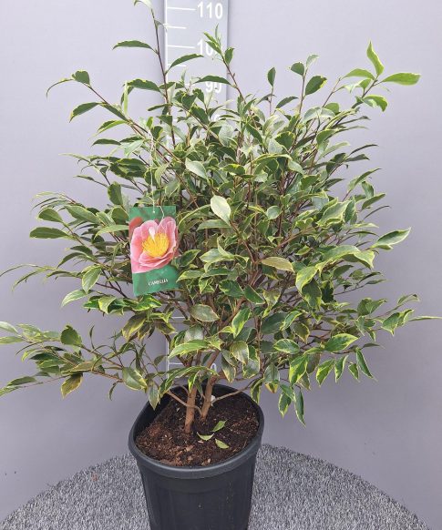 Bontbladige Camelia (Camellia japonica 'Benten Tsubaki')