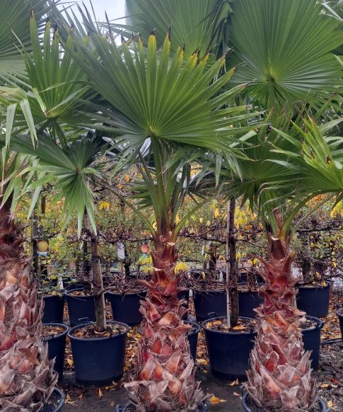Palmboom Washingtonia Robusta stamhoogte 100-120 cm