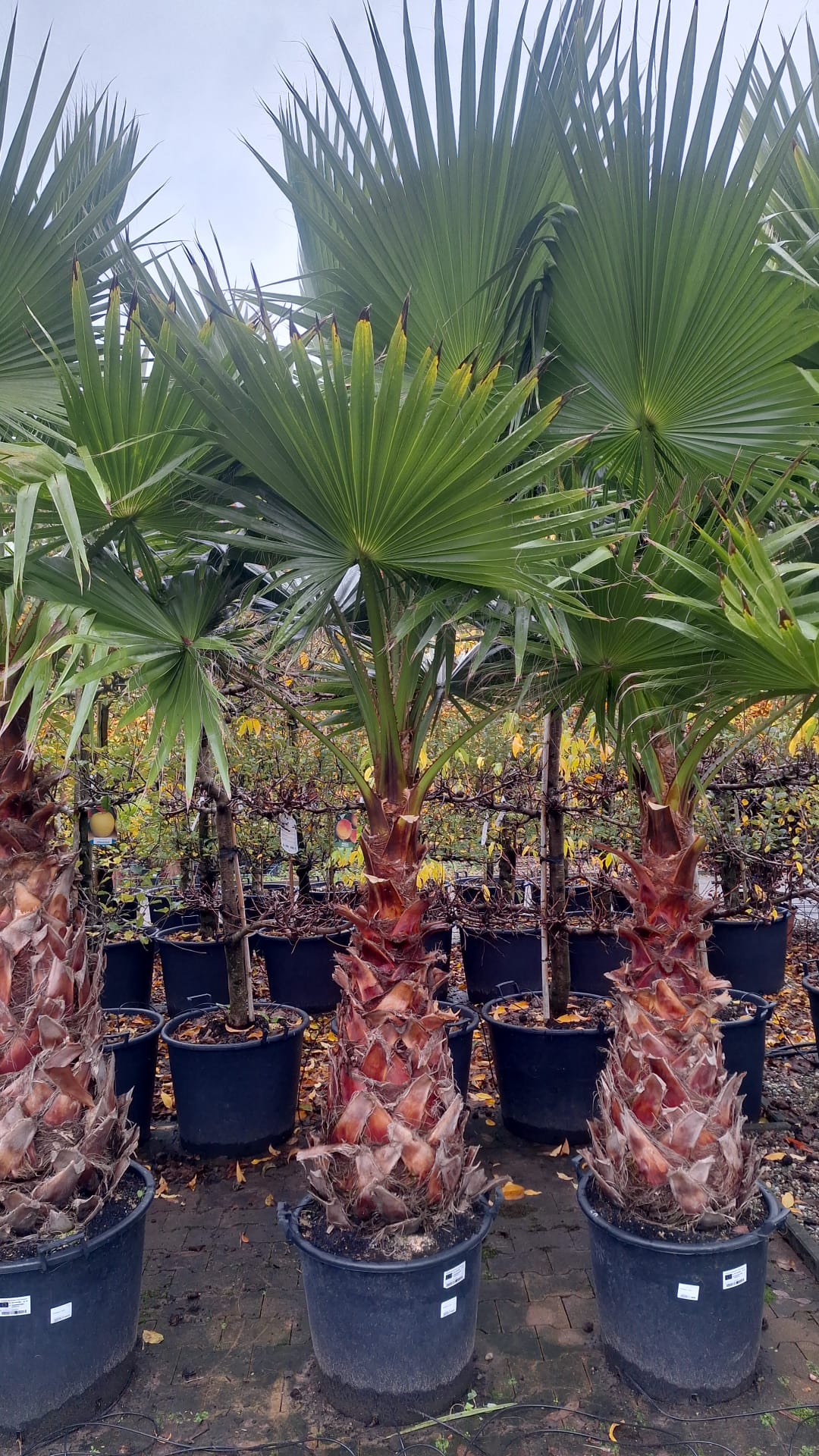 Palmboom Washingtonia Robusta stamhoogte 100-120 cm