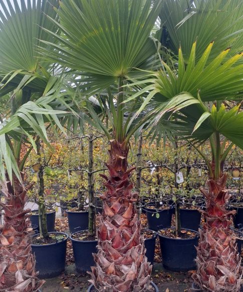 Palmboom Washingtonia Robusta, stamhoogte 120-140 cm