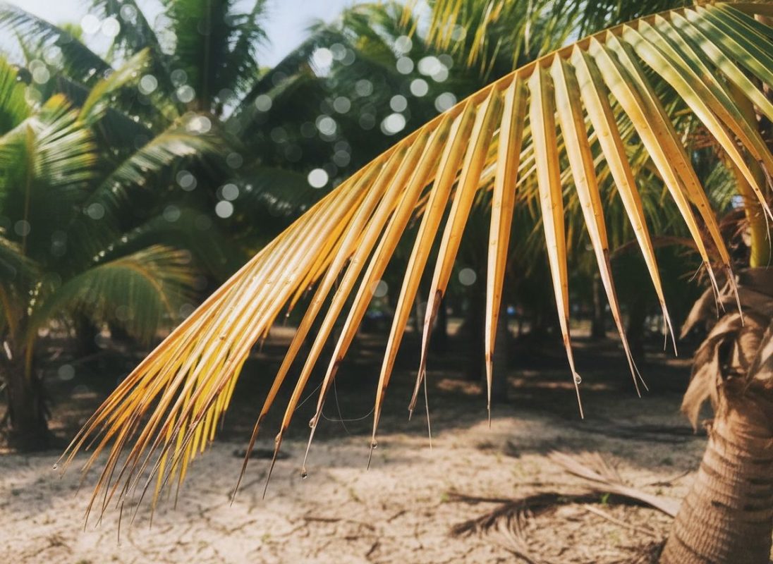Palmboom waarbij het blad geel is verkleurd.