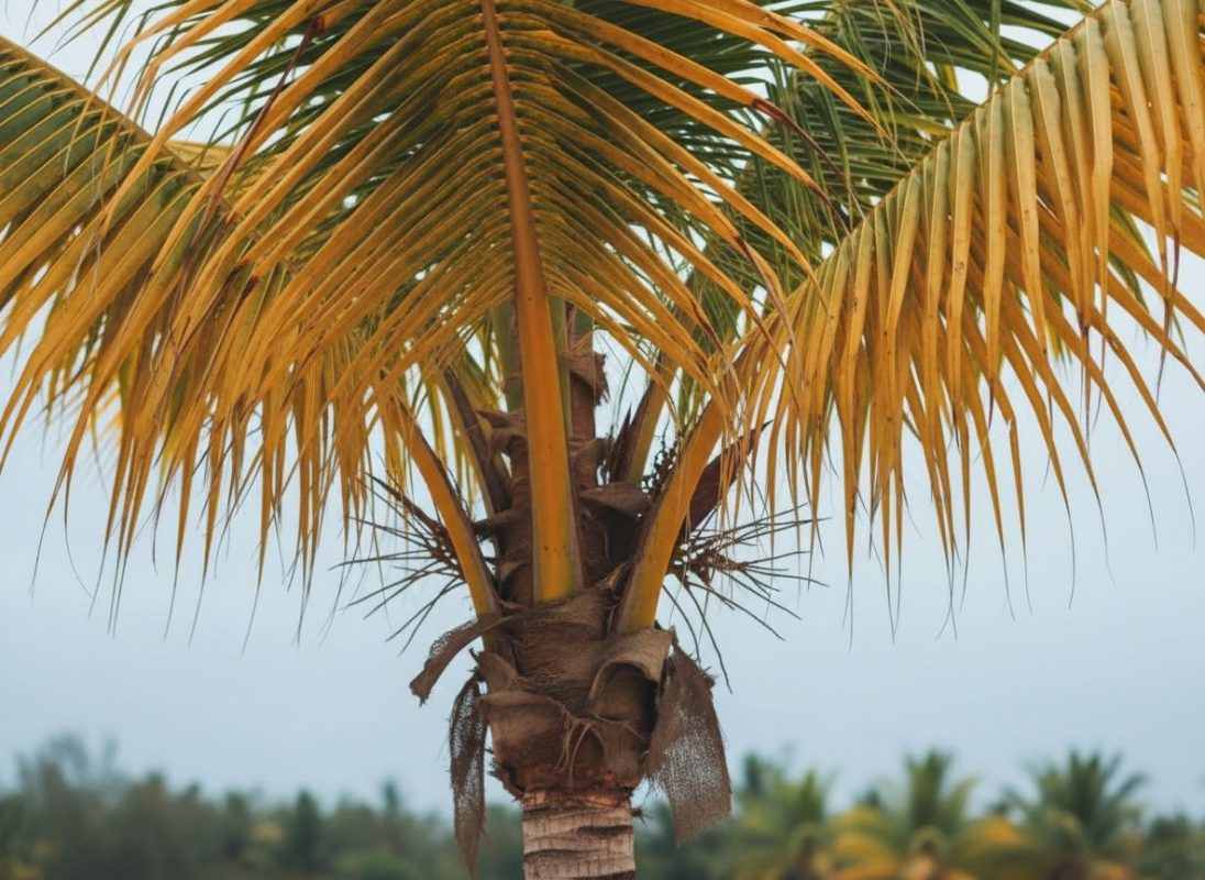 Palmboom met gele bladeren.