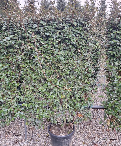 Olijfwilg leivorm ijzeren rek (Elaeagnus ebbingei 'Compacta')