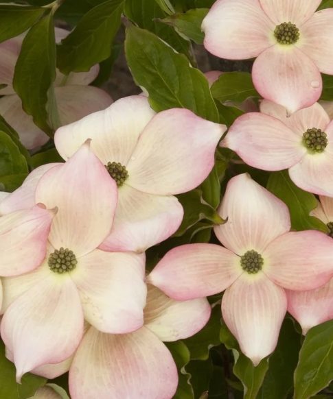 Roze kornoelje (Cornus 'Stellar Pink' | Rutgan)