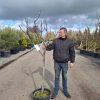 Ficus Carica 'Panache' op stam  - Vijgenboom