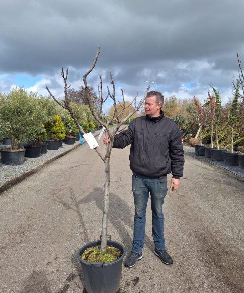 Ficus Carica 'Panache' op stam  - Vijgenboom
