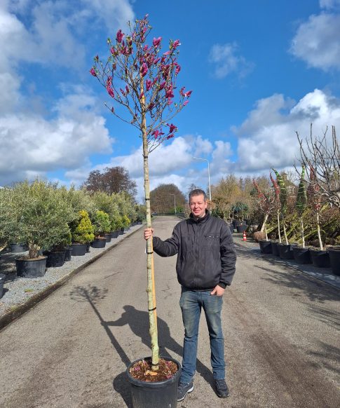 Beverboom op stam (Magnolia 'Susan')