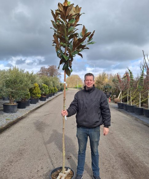 Groenblijvende Magnolia (Magnolia grandiflora 'Galissonière')