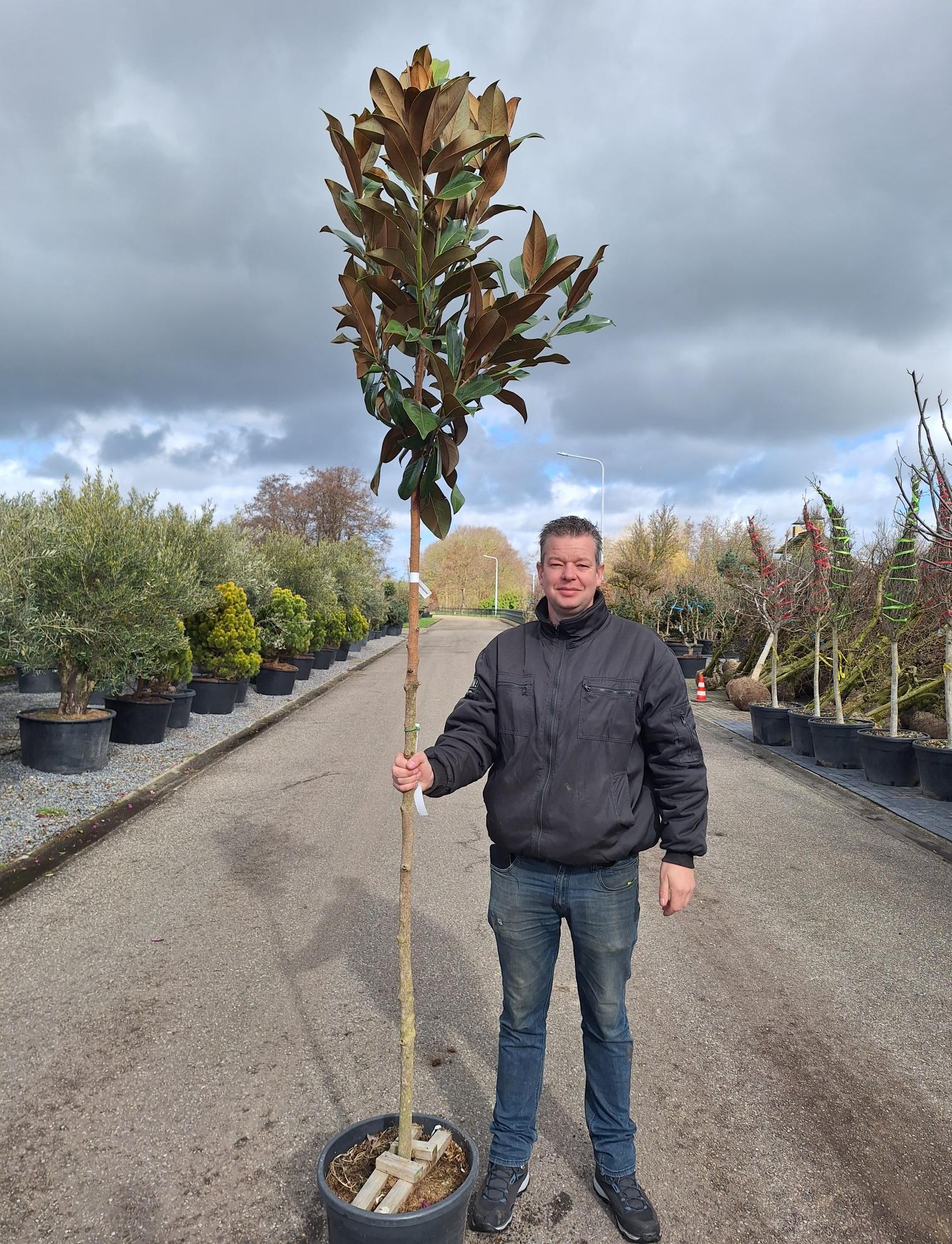 Groenblijvende Magnolia (Magnolia grandiflora 'Galissonière')