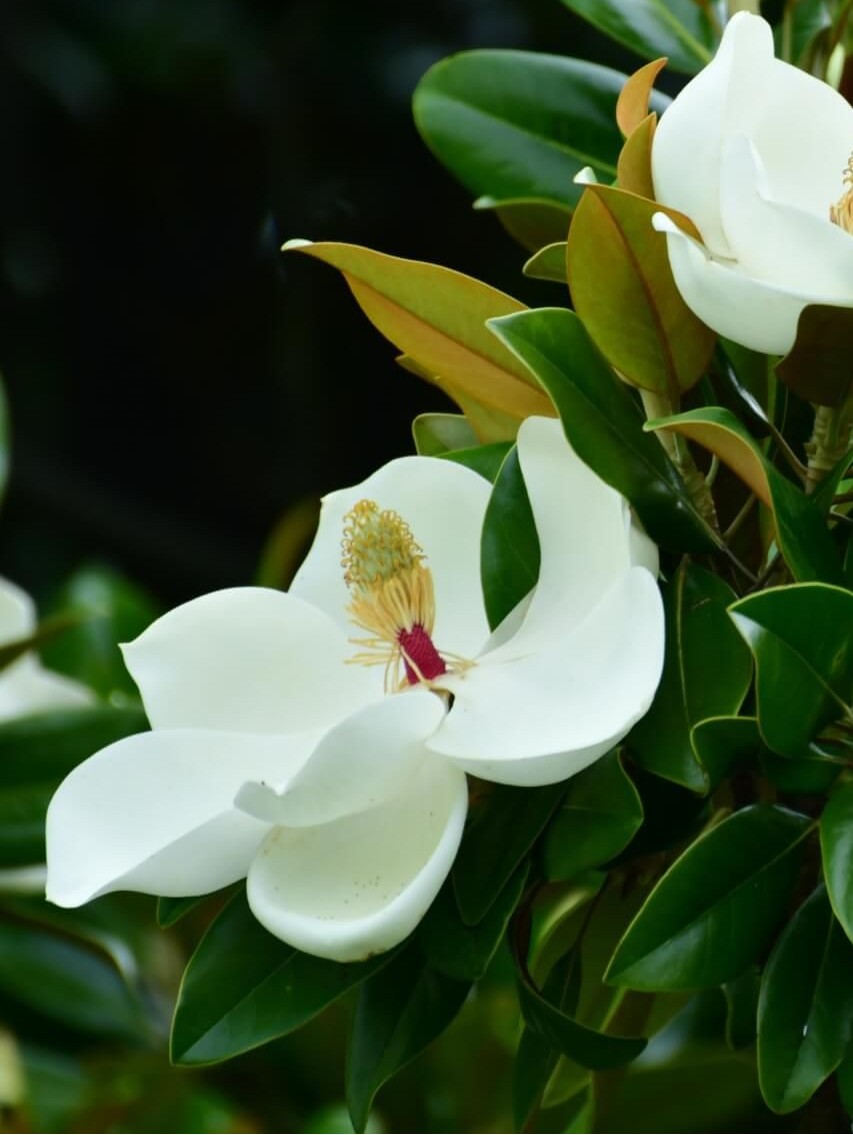 Groenblijvende Magnolia (Magnolia grandiflora 'Galissonière') - Afbeelding 2
