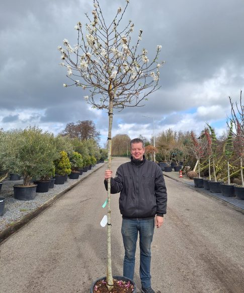 Stermagnolia op stam (Magnolia stellata)