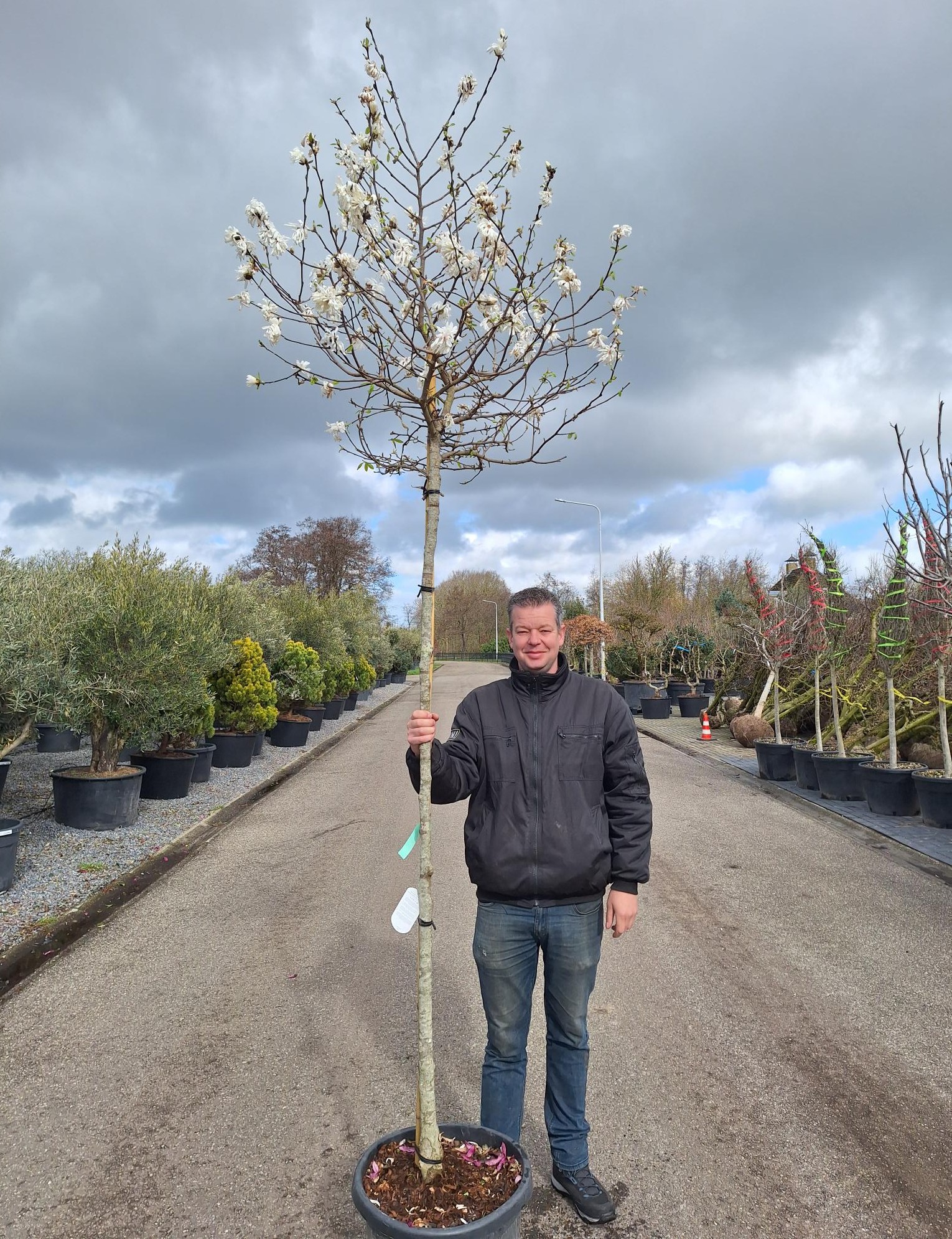 Stermagnolia op stam (Magnolia stellata)