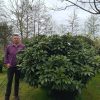 Rhododendron 'Anah Kruscke' donkerroze/paars