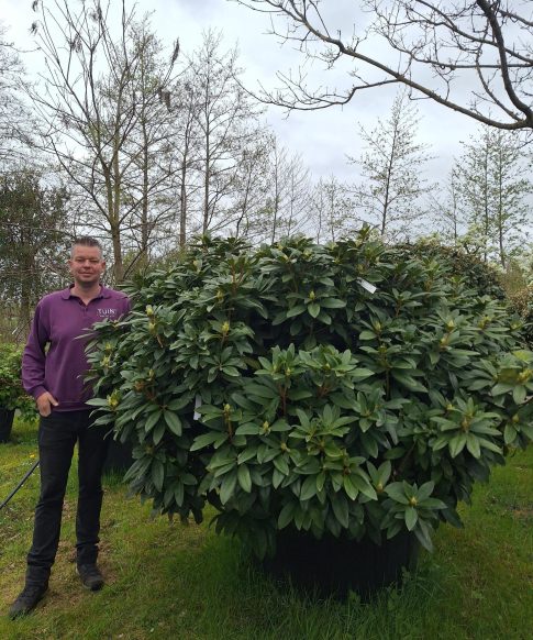Rhododendron 'Anah Kruscke' donkerroze/paars