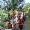 Trachycarpus Wagnerianus stam 110-120 cm