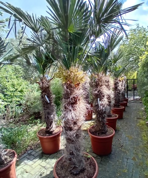 Trachycarpus Wagnerianus stam 110-120 cm