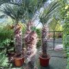 Trachycarpus Wagnerianus stam 130-140 cm