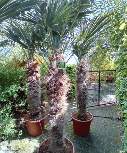 Trachycarpus Wagnerianus stam 130-140 cm