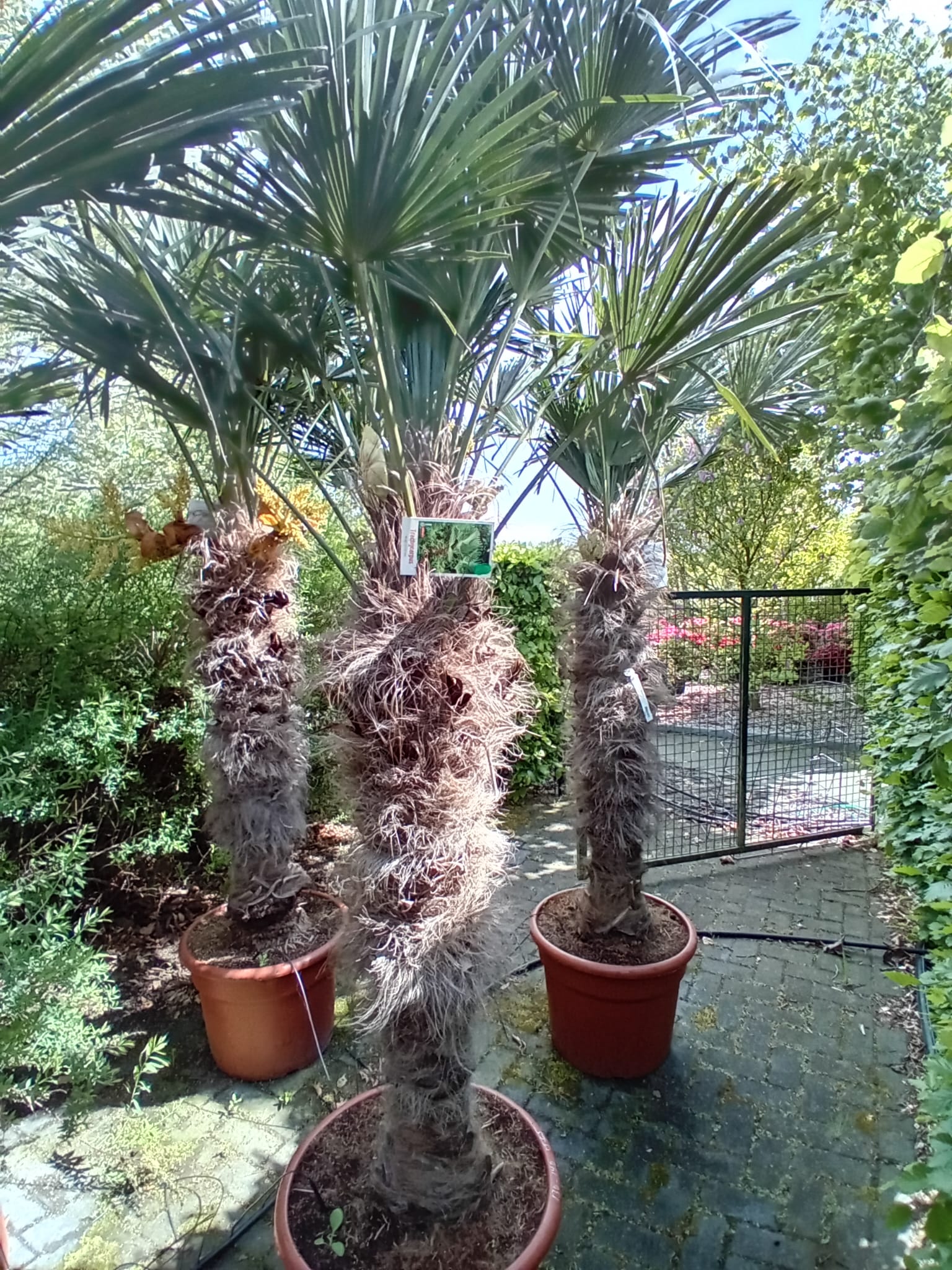 Trachycarpus Wagnerianus stam 130-140 cm