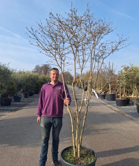 Viburnum Plicatum 'Watanabe' - Japanse Sneeuwbal 230 cm hoog