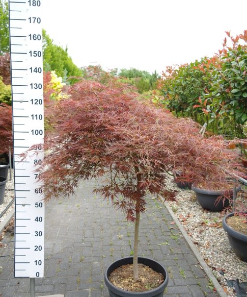 Acer Palmatum 'Ornatum' op stam