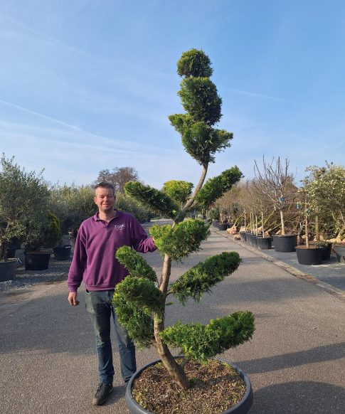 Cupressocyparis Leylandii 'Castlewellan Gold' - Conifeer Pompon