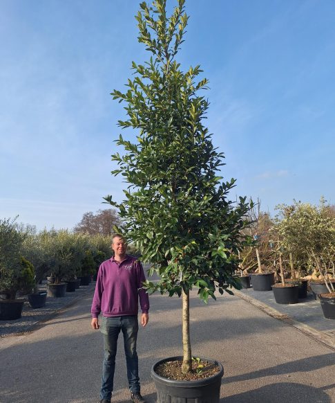 Ilex castaneifolia - Kastanjebladige Hulst 400-450 cm hoog
