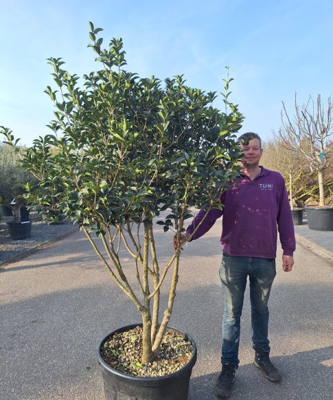 Osmanthus Aquifolium - Schijnhulst meerstammig 180 cm hoog