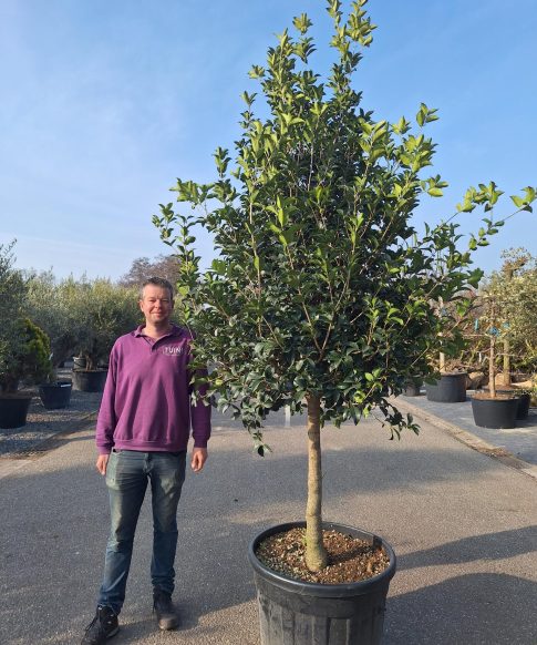Osmanthus heterophyllus 'ilicifolium' - Schijnhulst
