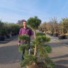 Oostenrijkse Den (Pinus nigra nigra) pompon