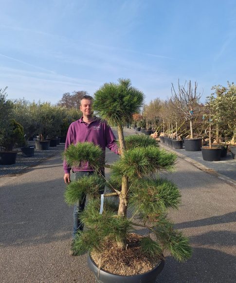 Oostenrijkse Den (Pinus nigra nigra) pompon