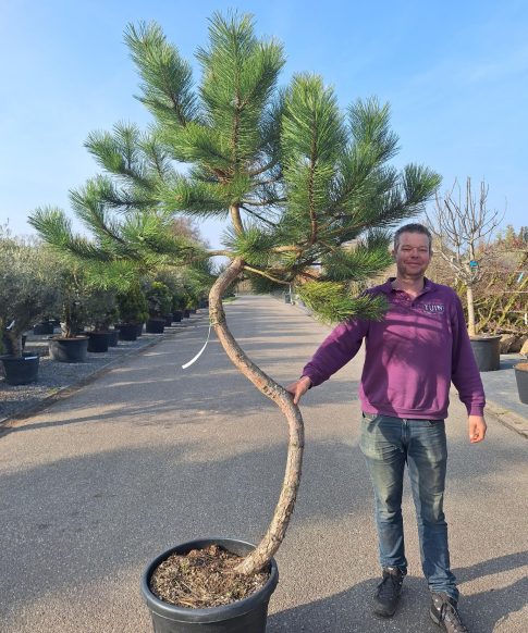 Oostenrijkse Den (Pinus nigra Austriaca)