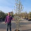 Pyrus Calleryana 'Chanticleer' - Sierpeer 270-300 cm hoog
