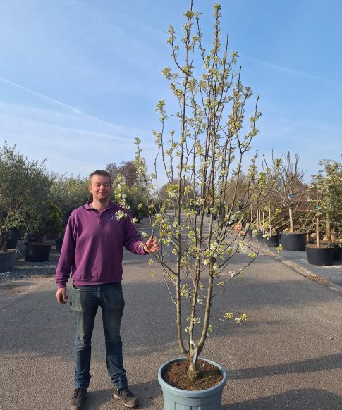 Pyrus Calleryana 'Chanticleer' - Sierpeer 270-300 cm hoog