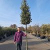 Quercus ilex - Steeneik 350 cm