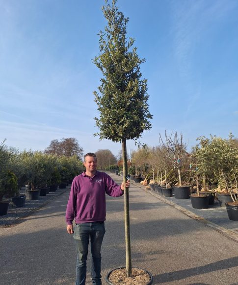 Quercus ilex - Steeneik 350 cm