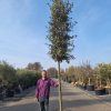 Quercus ilex - Steeneik 400 cm