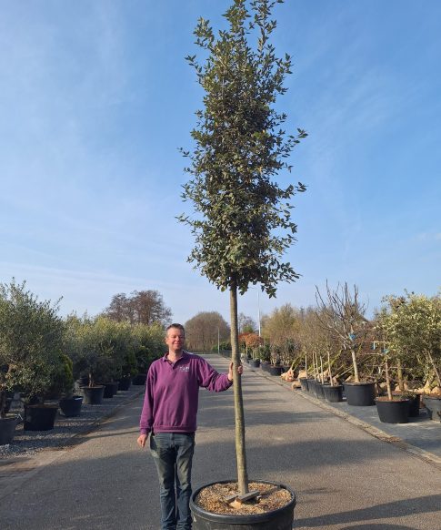 Quercus ilex - Steeneik 400 cm