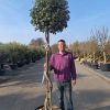 Quercus ilex spiraal - Steeneik