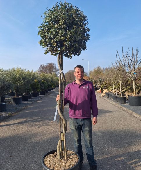 Quercus ilex spiraal - Steeneik