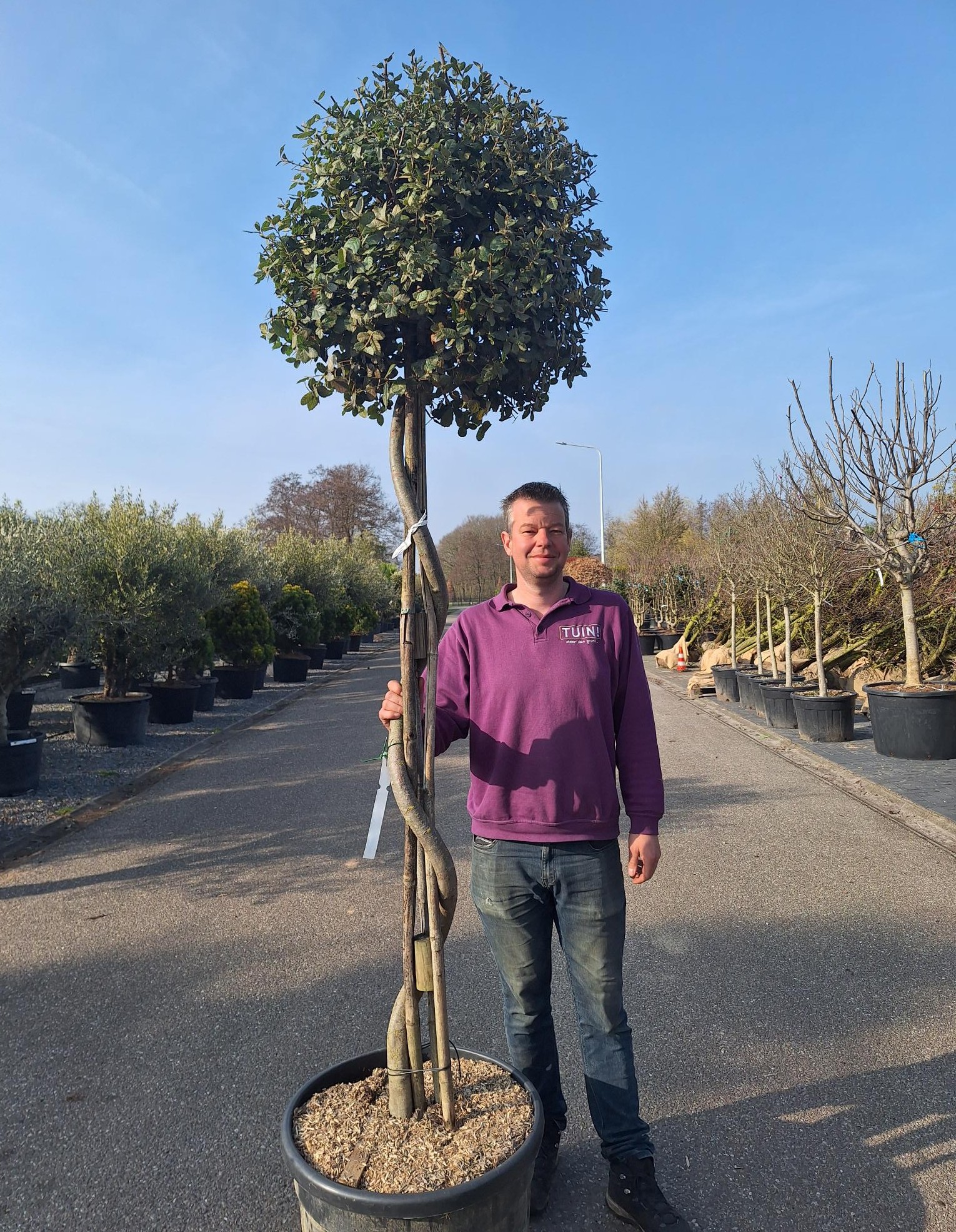 Quercus ilex spiraal - Steeneik