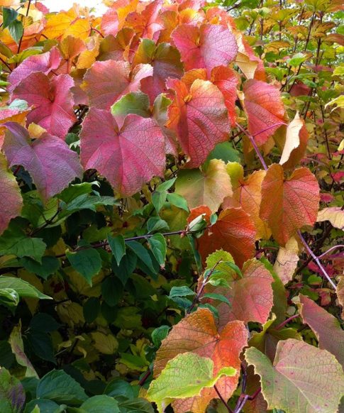 Sierdruif (Vitis Coignetiae)