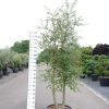 Quercus Subur - Kurkeik twee stammig