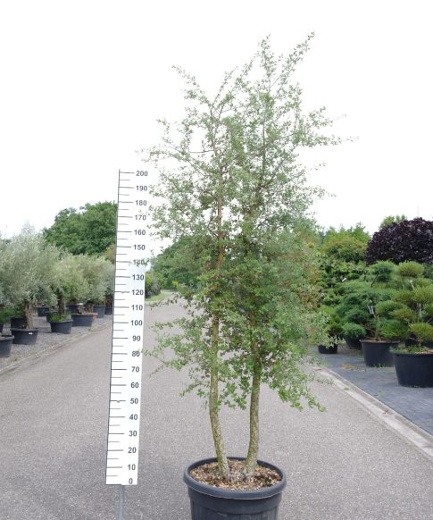 Quercus Subur - Kurkeik twee stammig