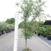 Kurkeik 250-3000 cm (Quercus suber)