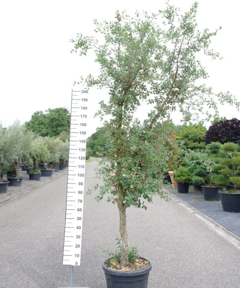 Kurkeik 250-3000 cm (Quercus suber)